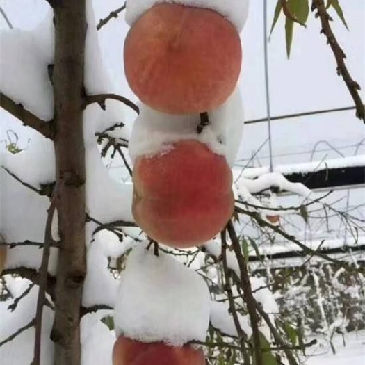 平邑县 雪桃树苗