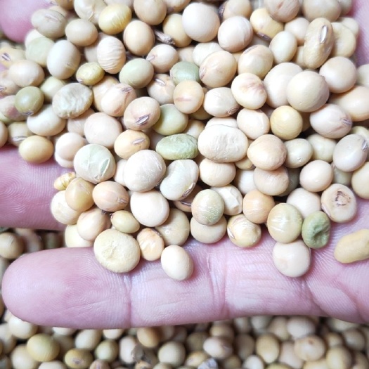 商城县小粒黄豆  农家小黄豆大黄豆自产自销非转基因豆浆