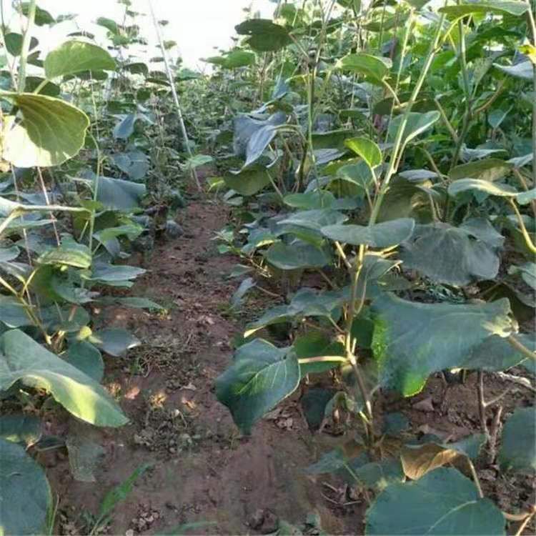 软枣猕猴桃苗 挂果早 现挖带原土发货  死苗免费补发