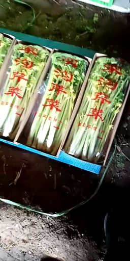  马家沟芹菜，芹菜心，礼品盒，自己家种的，无筋脆甜口感好