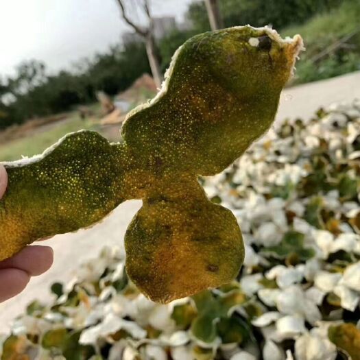 千年人参，百年陈皮