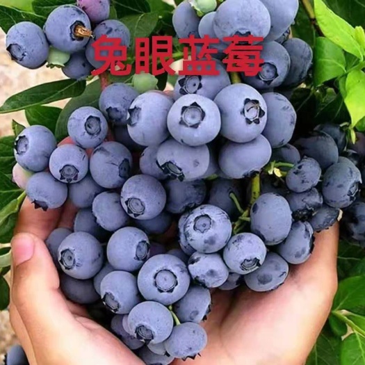 平邑县 蓝莓苗3年苗