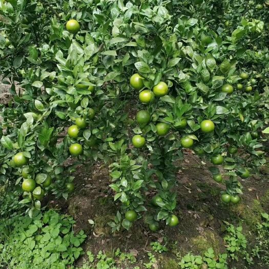 灵山县 无核青柠苗