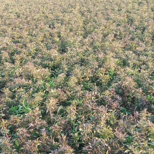 太和县 鲜白术芽