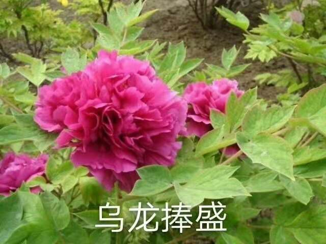 菏泽观赏牡丹 国花