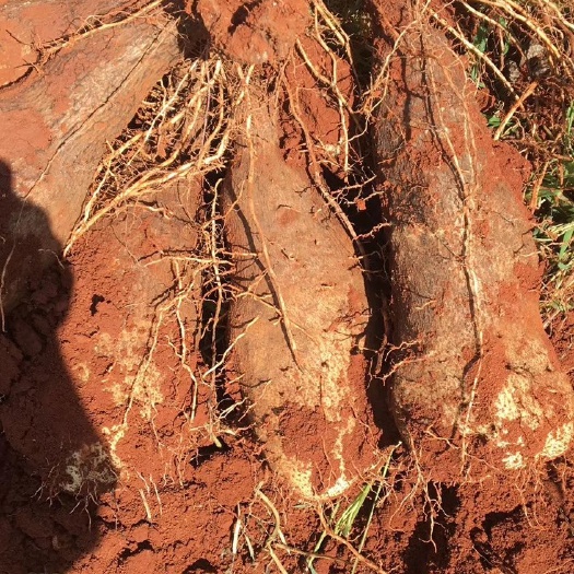 金秤砣山药 金称砣开始上市欢迎订购