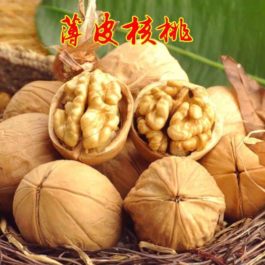 平邑县薄皮核桃苗  产量高  保湿现挖发货