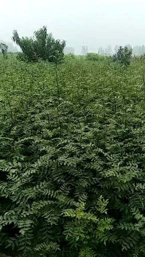  大紅袍花椒苗