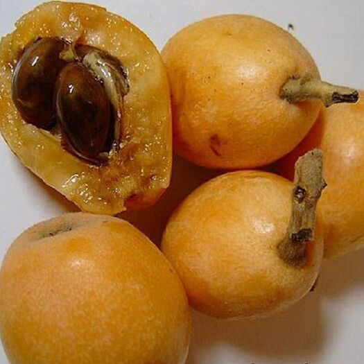 平邑县 枇杷树苗