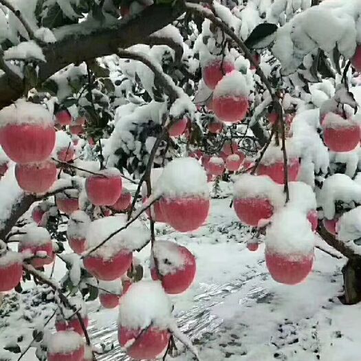 正宁县 欢迎品尝庆阳苹果
