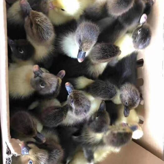 南宁黑番鸭苗 黑番鸭