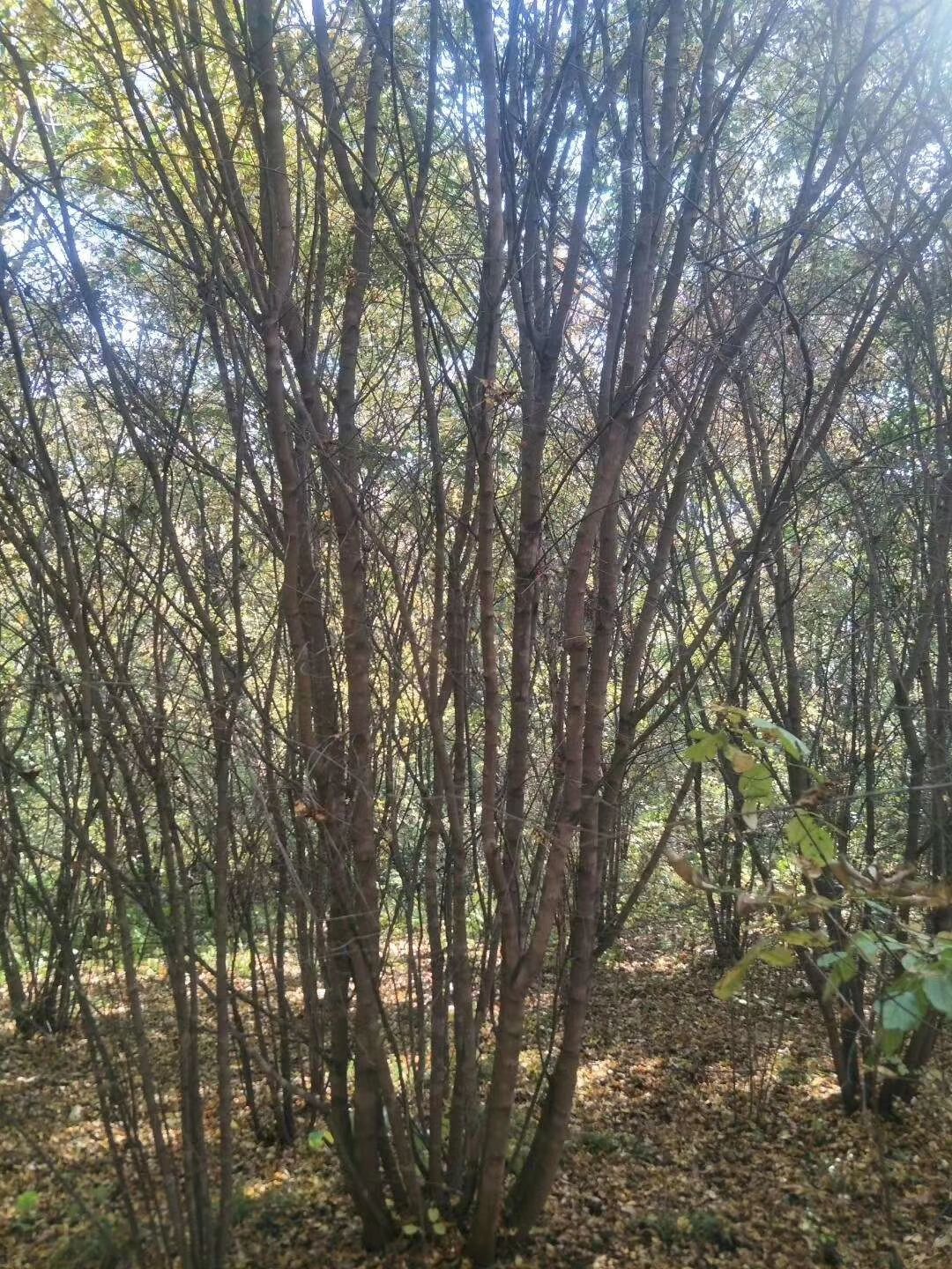  出售丛生茶条槭单条6公分起步