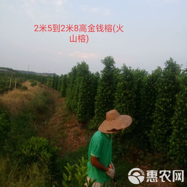 金钱榕 各规格火山榕基地直销，四季长青现挖现卖，资源充足，可配合调车