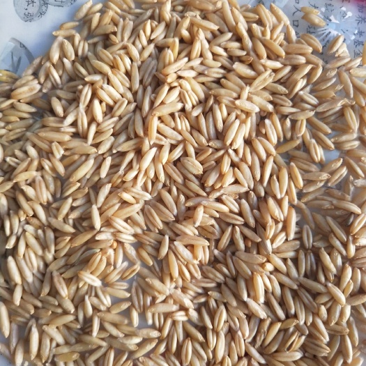 莜麦 坝上,只做好粮食,精选籽种