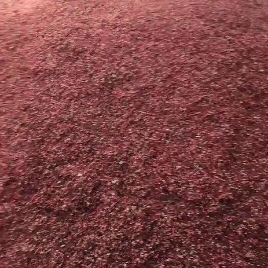 宜川县 精品大红袍花椒有需要的关注联系我