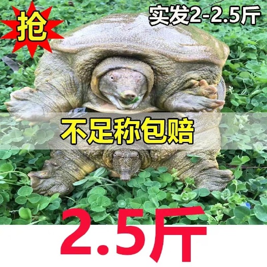 中华甲鱼 放养1-1.5斤26元一斤包邮。