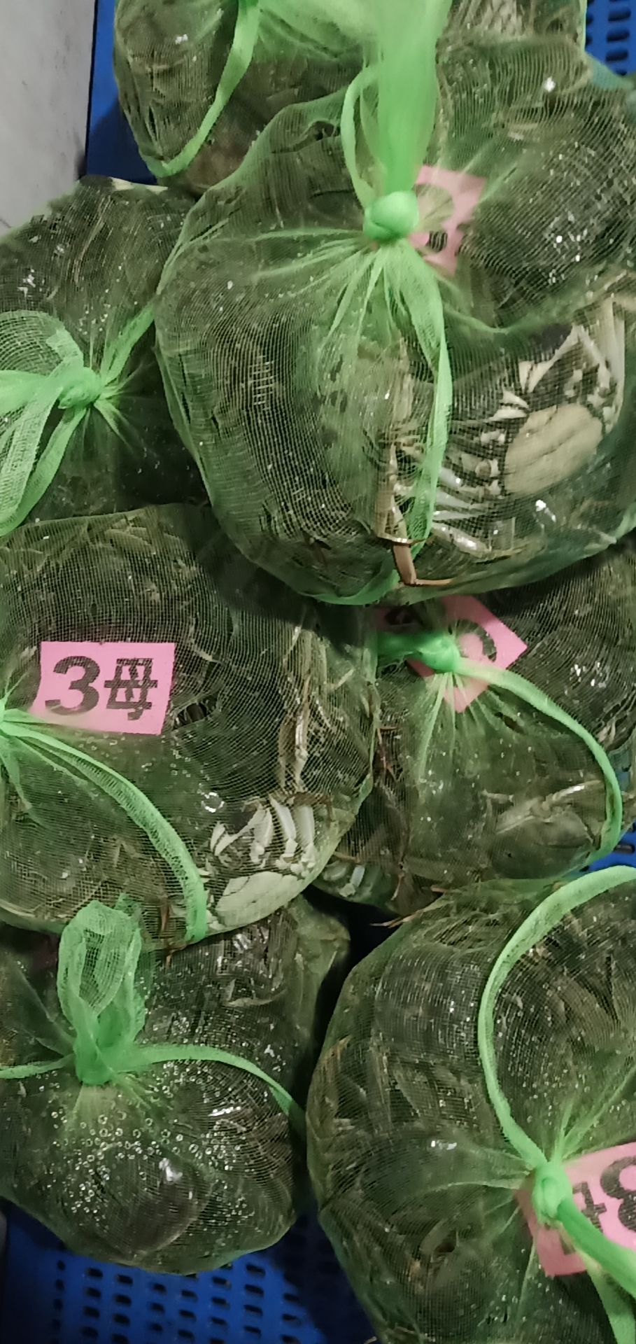 汈叉湖大闸蟹 2母，31元一斤