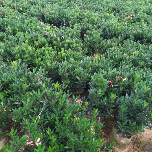 高州市 茶花，基地直供，优质实惠