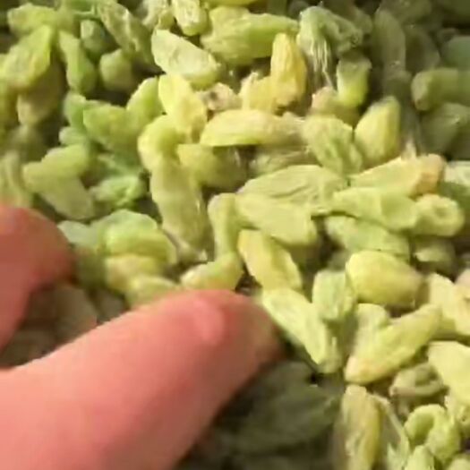 阿克苏市 新疆葡萄干，绿宝石，香甜，色好，有需要的可以联系