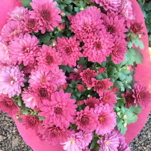青州市荷兰菊苗