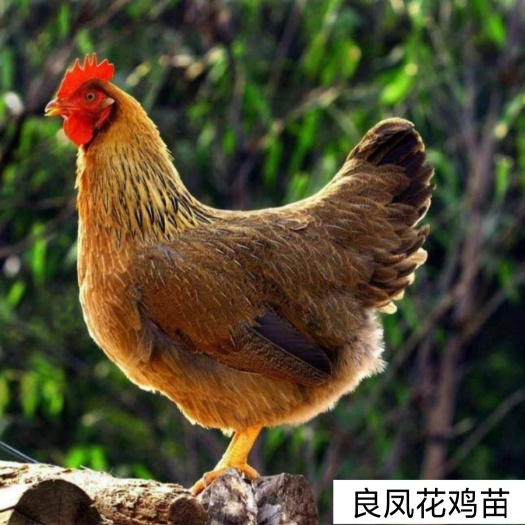 南宁 威水的良凤花鸡苗，苗子大个价格实惠