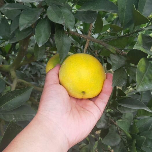 江永县蜜桔 脐橙纽荷乐