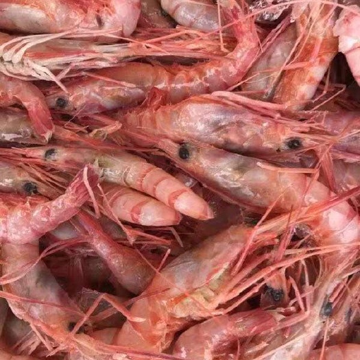 钦州 红虾
