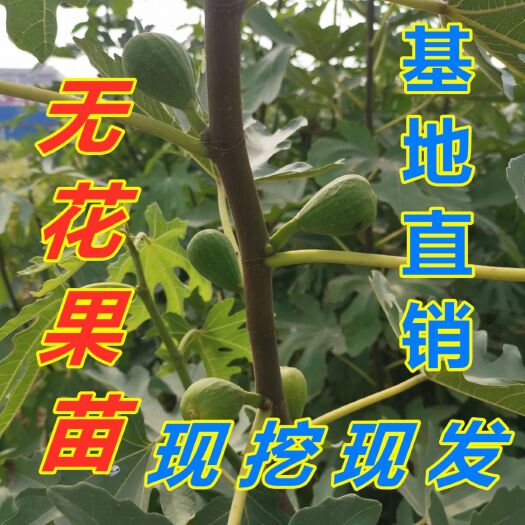 平邑县 热销山东无花果树苗 波姬红 布兰瑞克 产量高好种植 当年结果