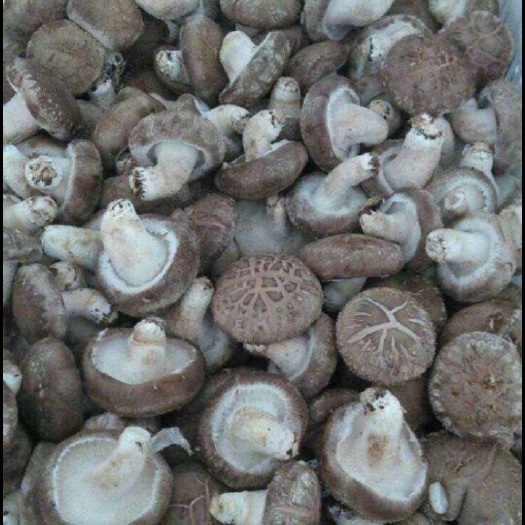  精品香菇，质优价美！