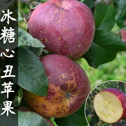 平邑县冰糖心苹果苗 基地直供 现挖现卖 品种纯正 量大优惠