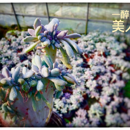 都江堰市七彩多肉 醉美人