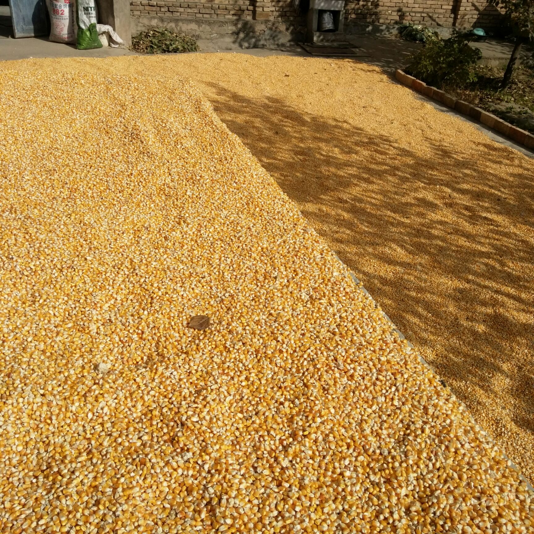 永登县太玉339玉米种子 大玉米