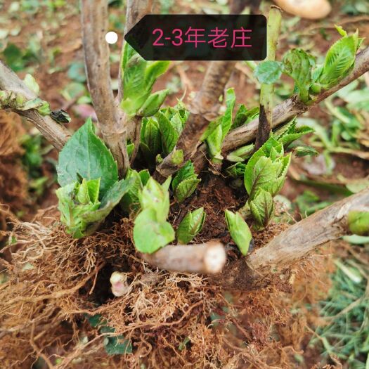 昆明 绣球