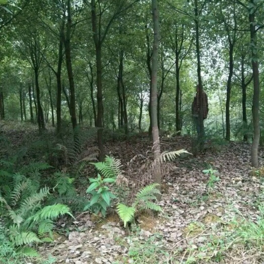 金堂县 香樟树，杀头4米