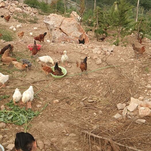 临朐县 散养跑山鸡鹅