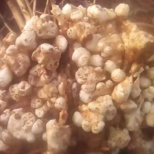 威县 优质的大白洋姜