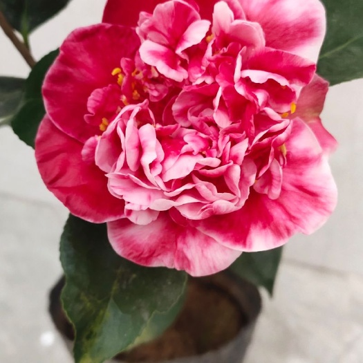 漳平市 茶花火龙珠