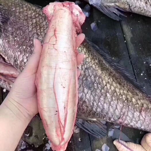 深圳鱼鳔 赤嘴鳘鱼