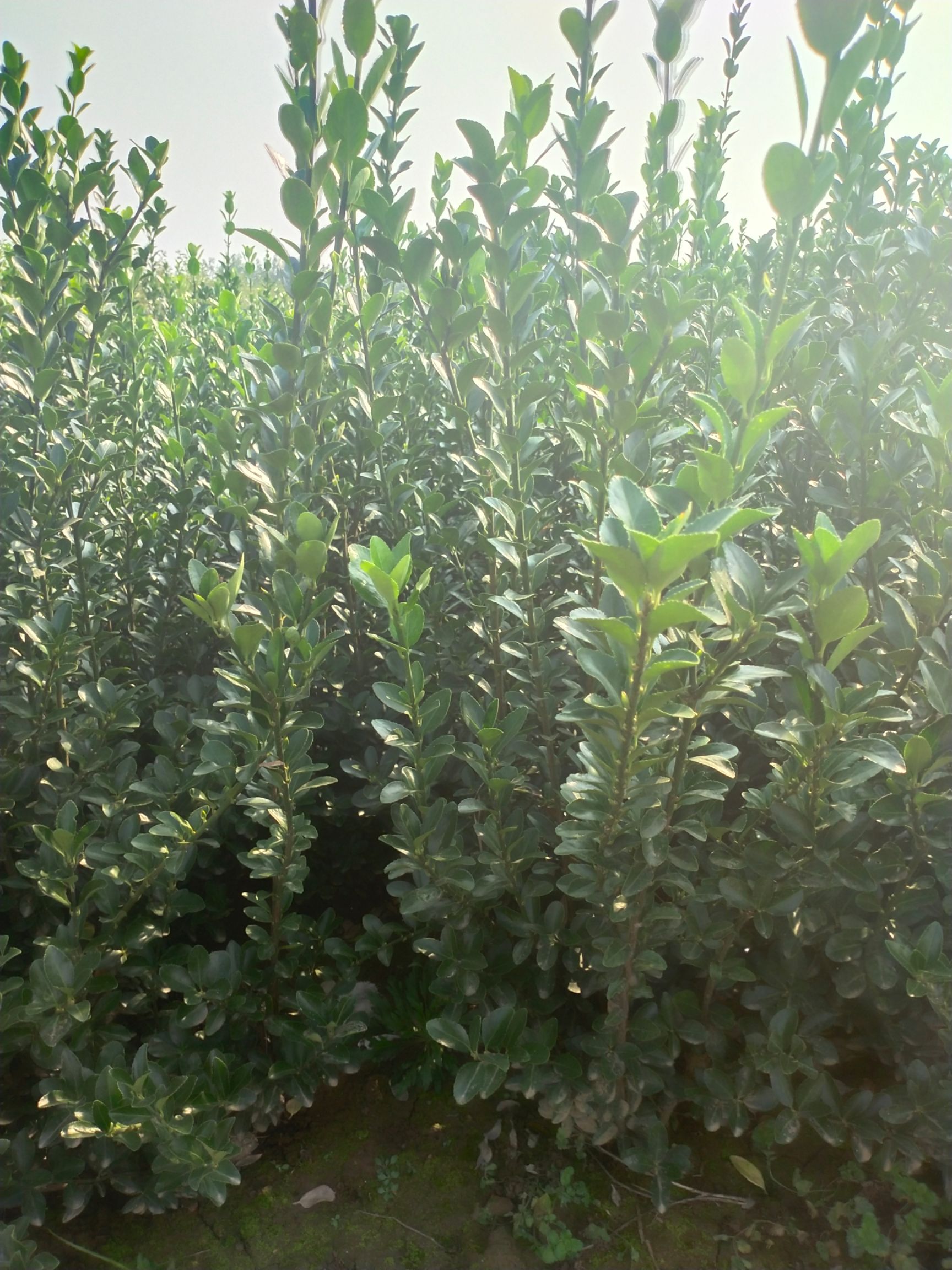 冬青  陕西冬青苗 大叶黄杨 万年青 各种规格 高杆 冬青球