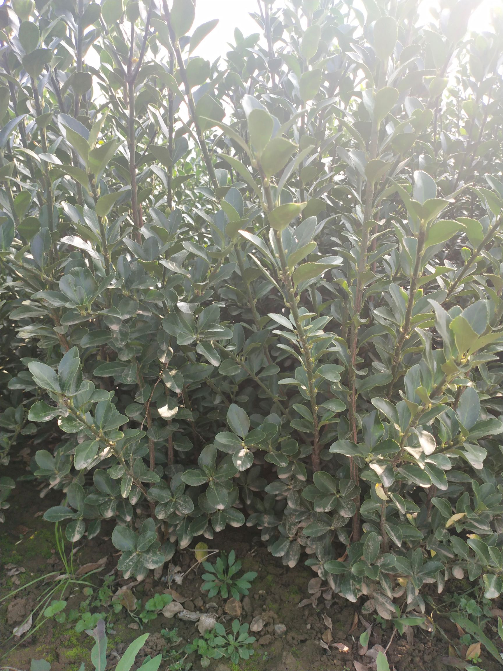 冬青  陕西冬青苗 大叶黄杨 万年青 各种规格 高杆 冬青球