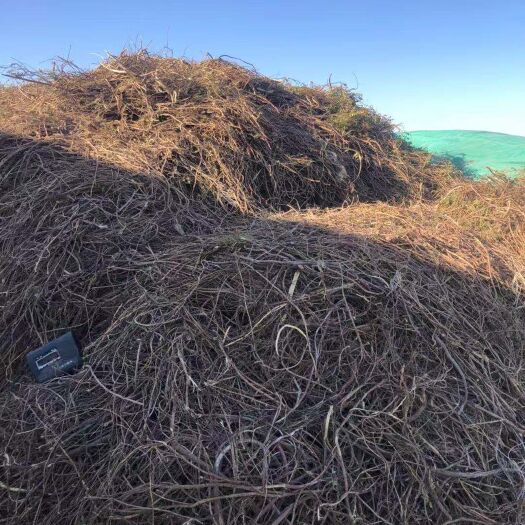 杭锦旗 杭锦旗梁外甘草 中国最好的甘草出产地
