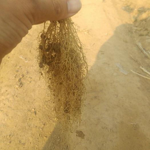 平泉市 蒙特瑞四季草莓苗成活率高保证质量