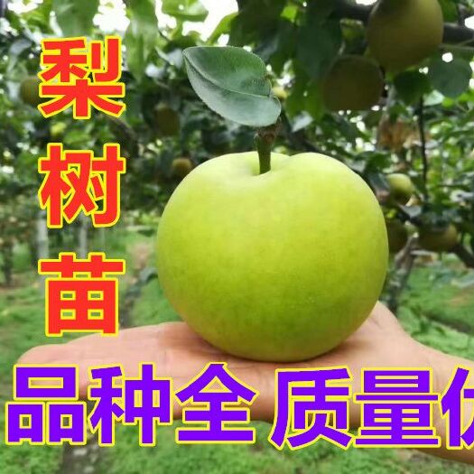 平邑县 热销山东梨树苗 产量高 好种植 提供技术管理 当年结果