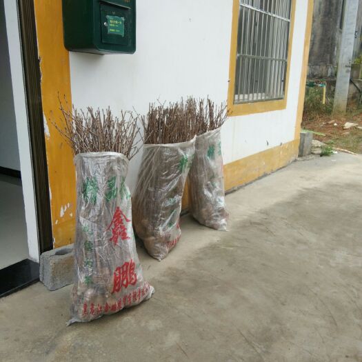 纳雍县 树苗 玛瑙红樱桃树苗