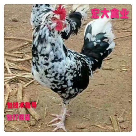 衡阳贵妃鸡苗 花贵妃花鸡苗 厂家直销  价格合理优质品种