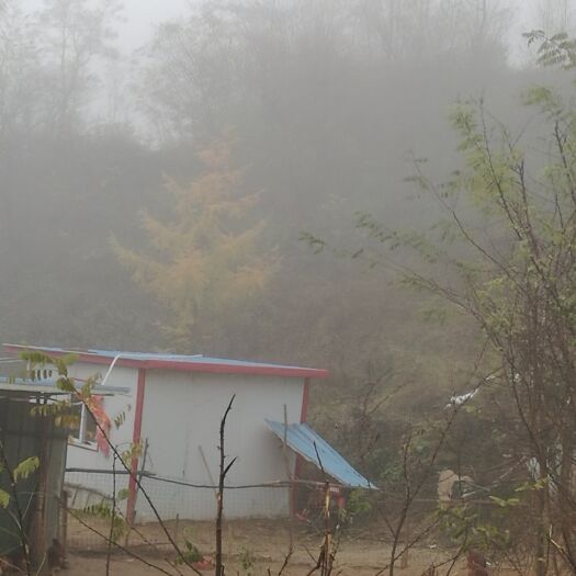 天水 家乡空气好，农民自家的散养鸡，