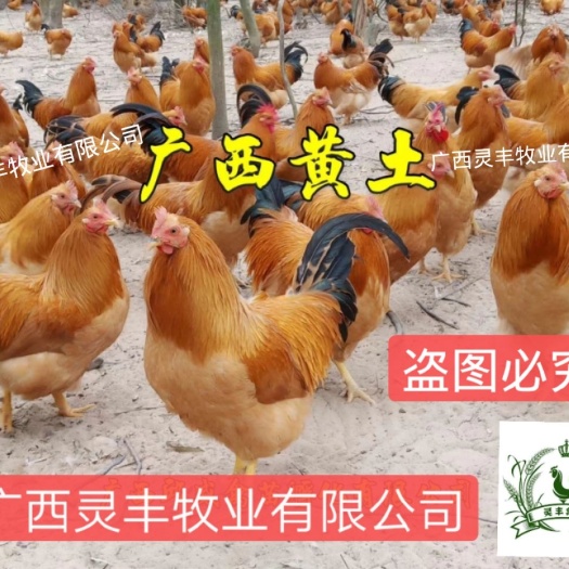 南宁 三黄鸡苗，分别为《中三黄土1.5》《大三黄土二》包打疫苗