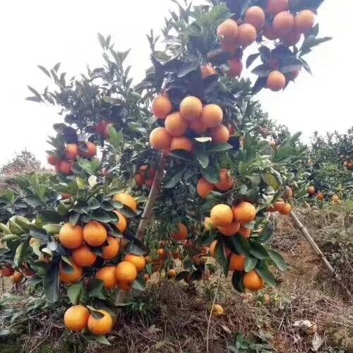赣南脐橙 正宗赣南高山脐橙甜橙子 橘子一件代发10斤包邮