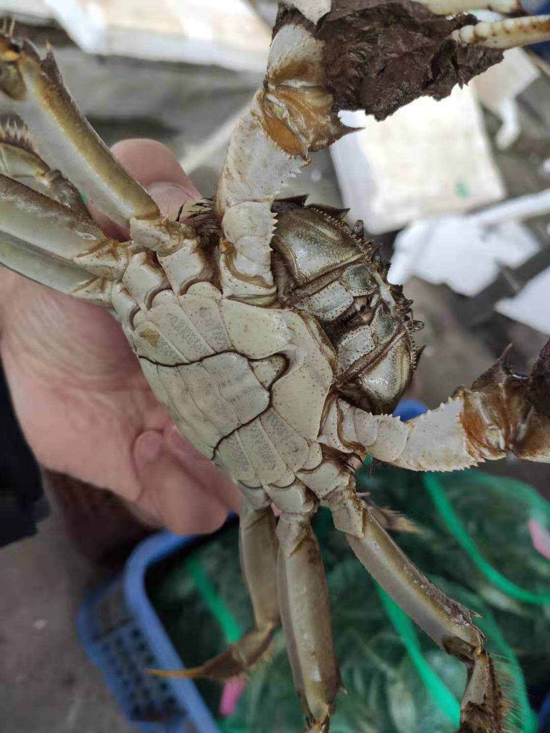  公蟹绑绳 大闸蟹 清水养殖 膏满鲜活