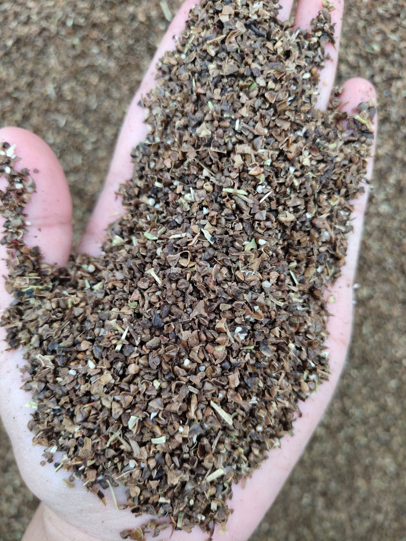 菏泽紫薇种子 新产出种子，颗粒饱满